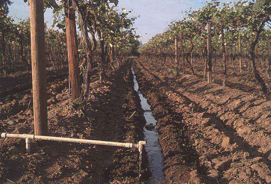 Photo: Rill irrigation in a Yakima
Basin vineyard