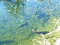 image: trout.jpg